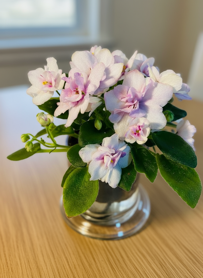 Miniature African Violet - Light Pink