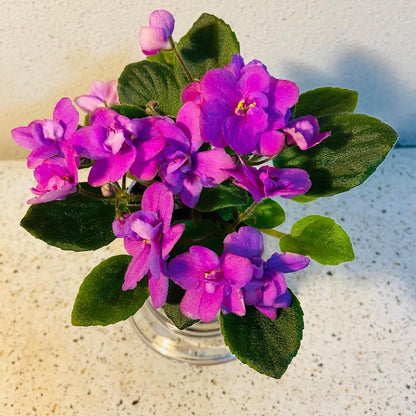 Miniature African Violet Colour