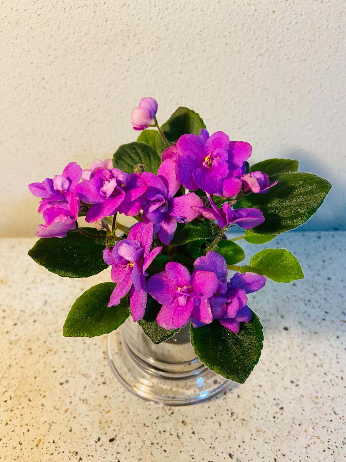 Miniature African Violet Colour