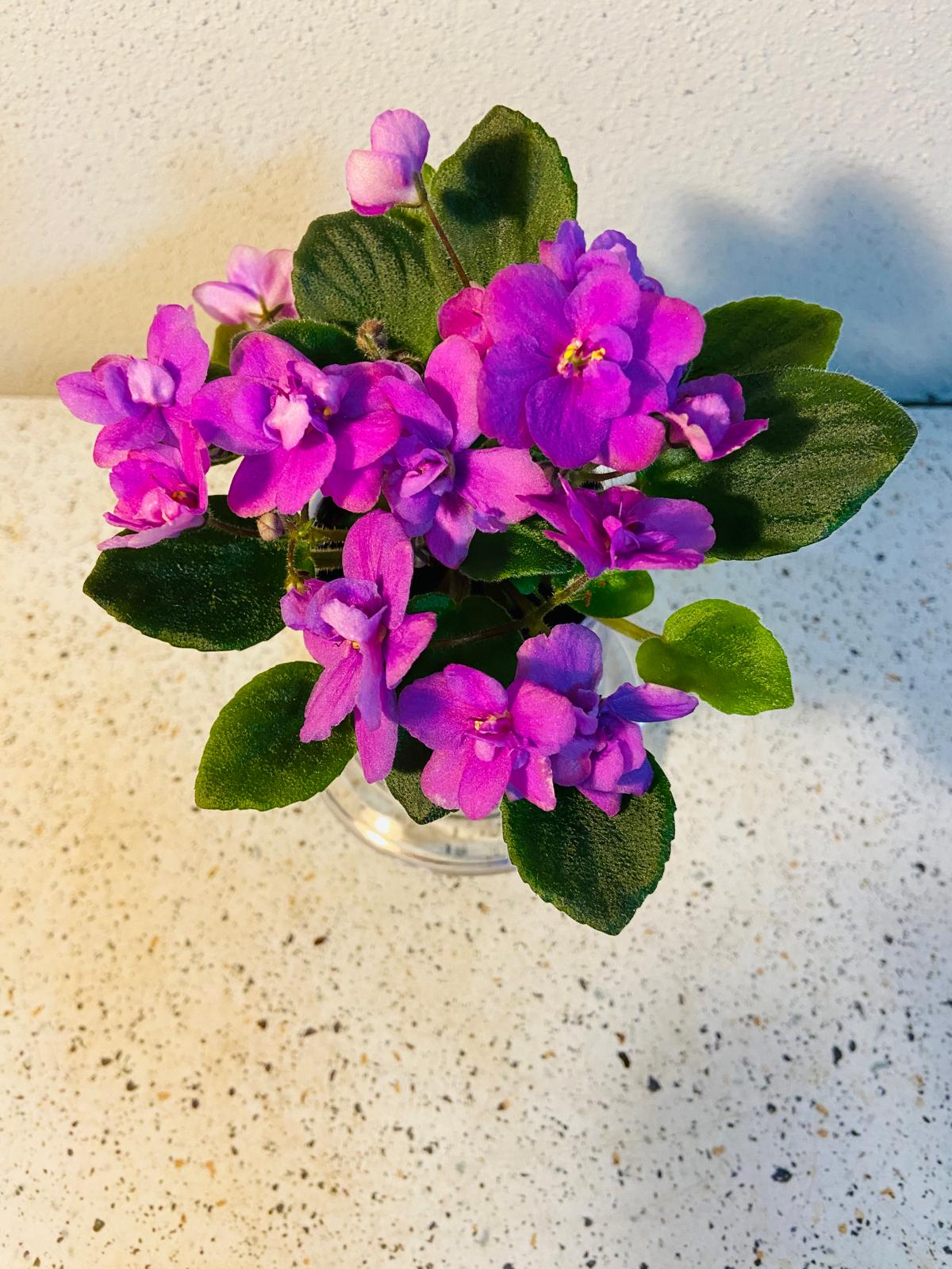 Miniature African Violet Colour