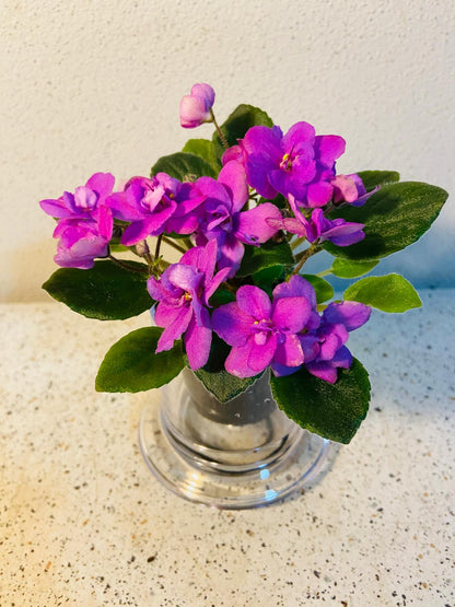 Miniature African Violet Colour