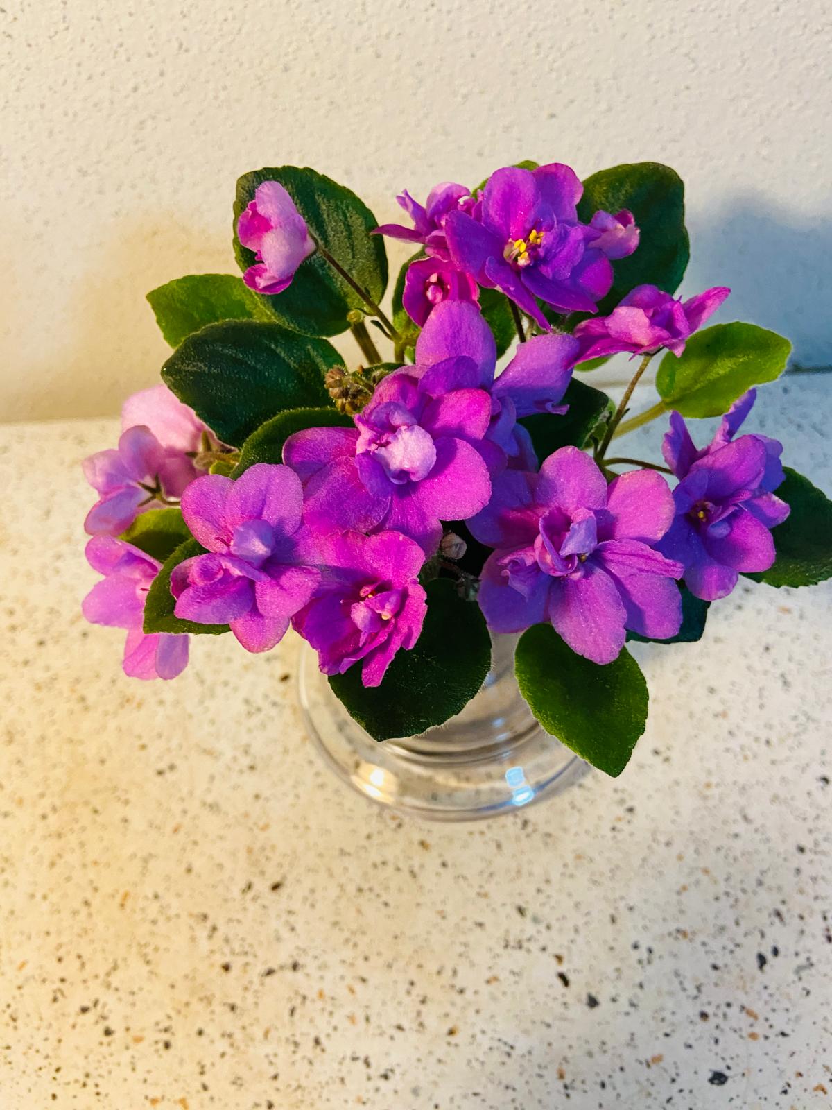 Miniature African Violet Colour