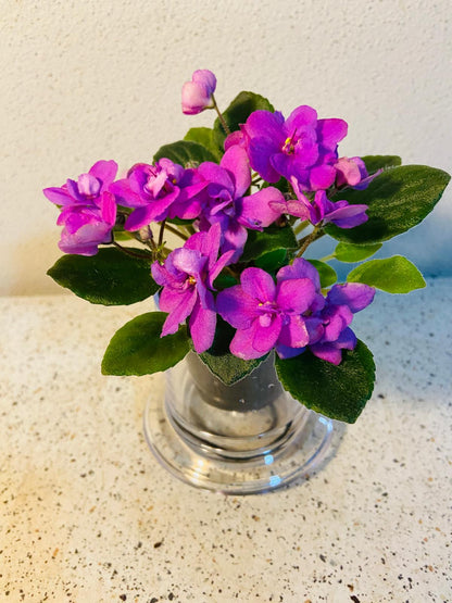 Miniature African Violet Colour