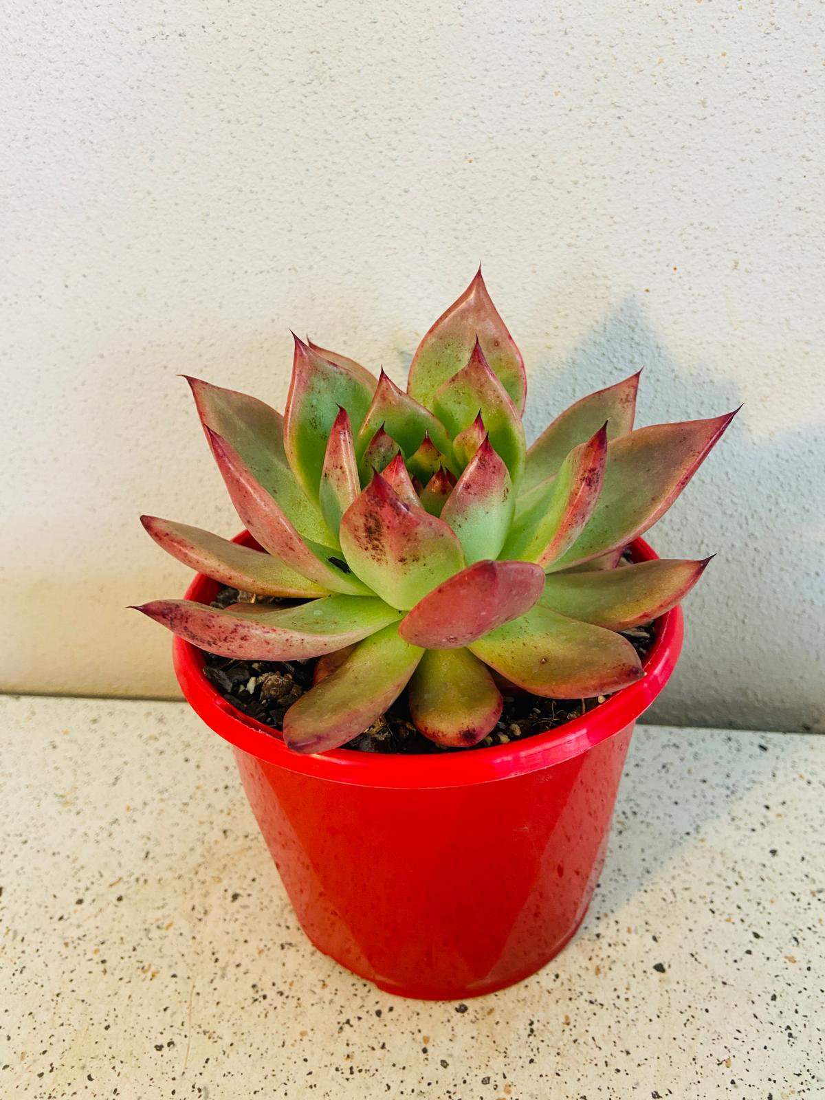 Echeveria Amestro