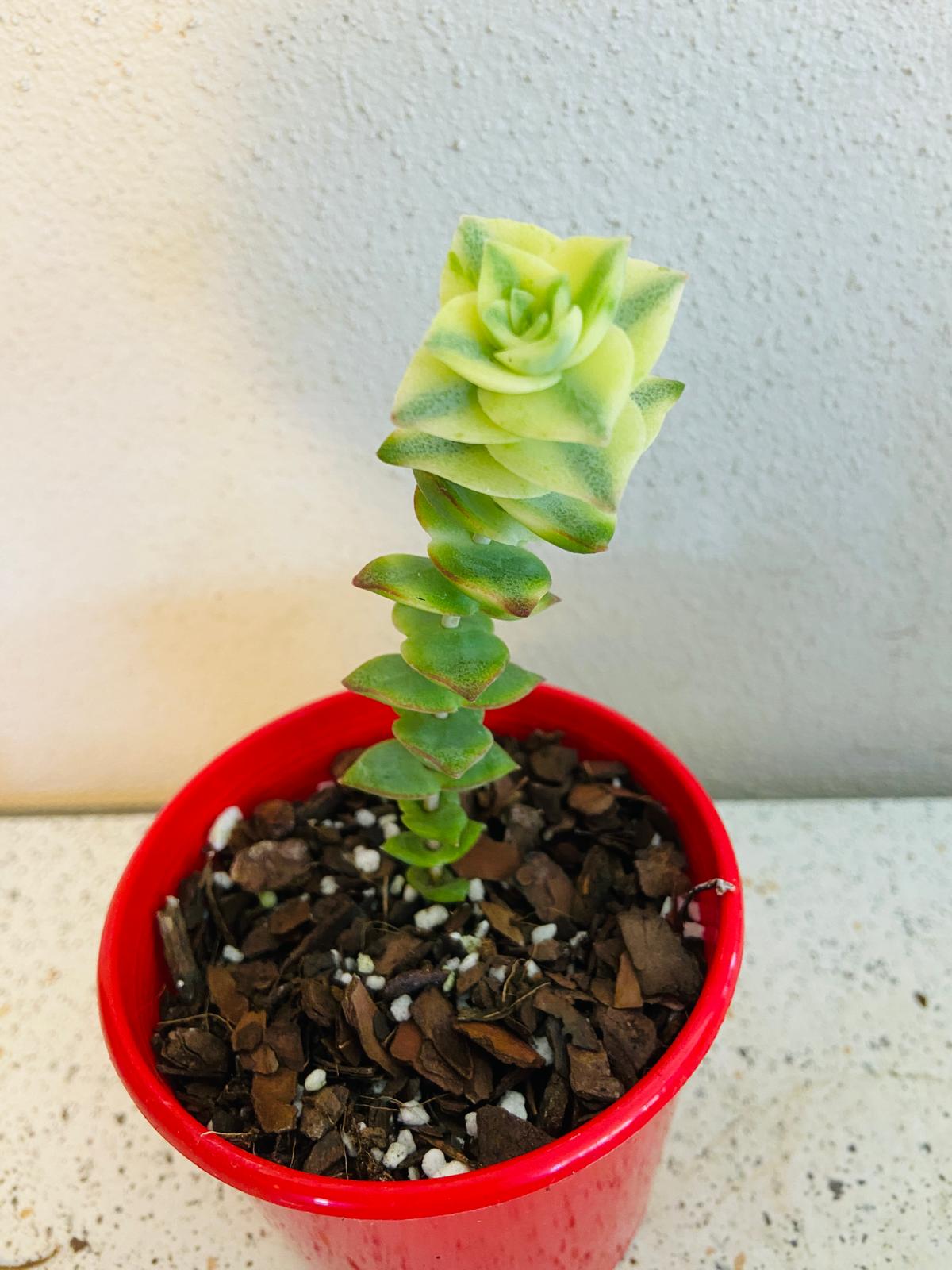 Crassula Perforata Variegata- Perfoliata