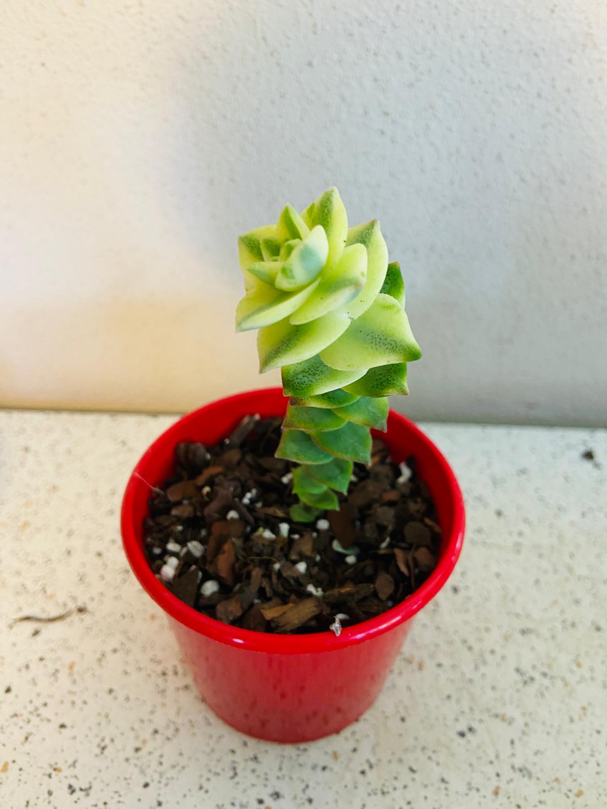 Crassula Perforata Variegata- Perfoliata