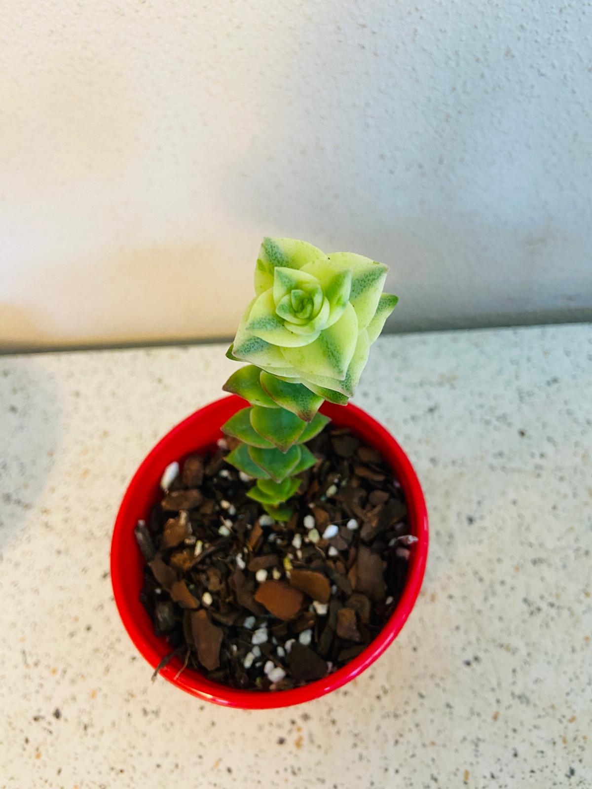 Crassula Perforata Variegata- Perfoliata