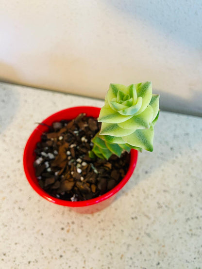 Crassula Perforata Variegata- Perfoliata