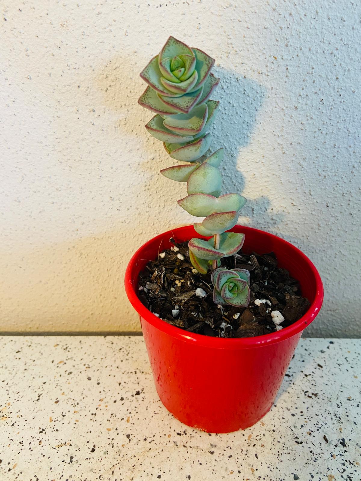 Crassula Perforata