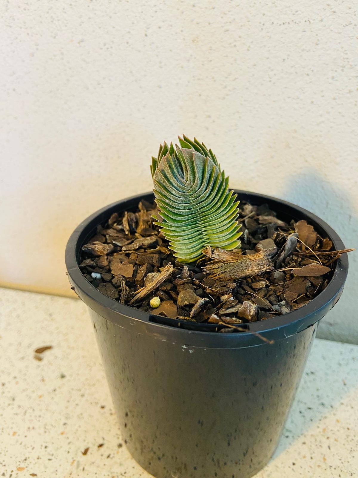 Crassula Buddha's Temple