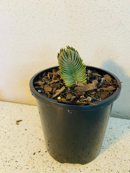 Crassula Buddha's Temple