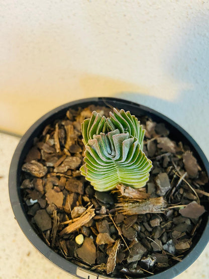 Crassula Buddha's Temple