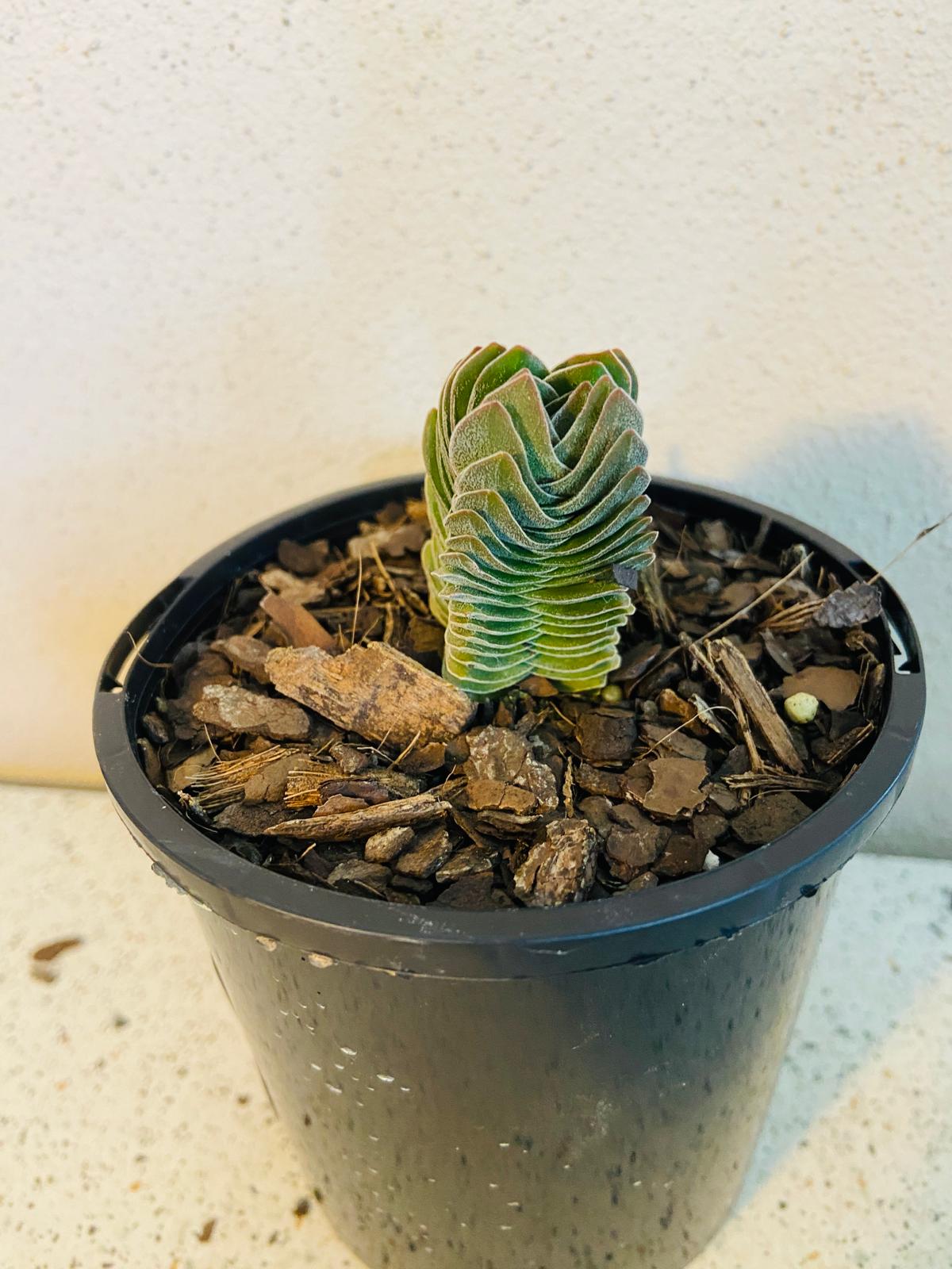 Crassula Buddha's Temple