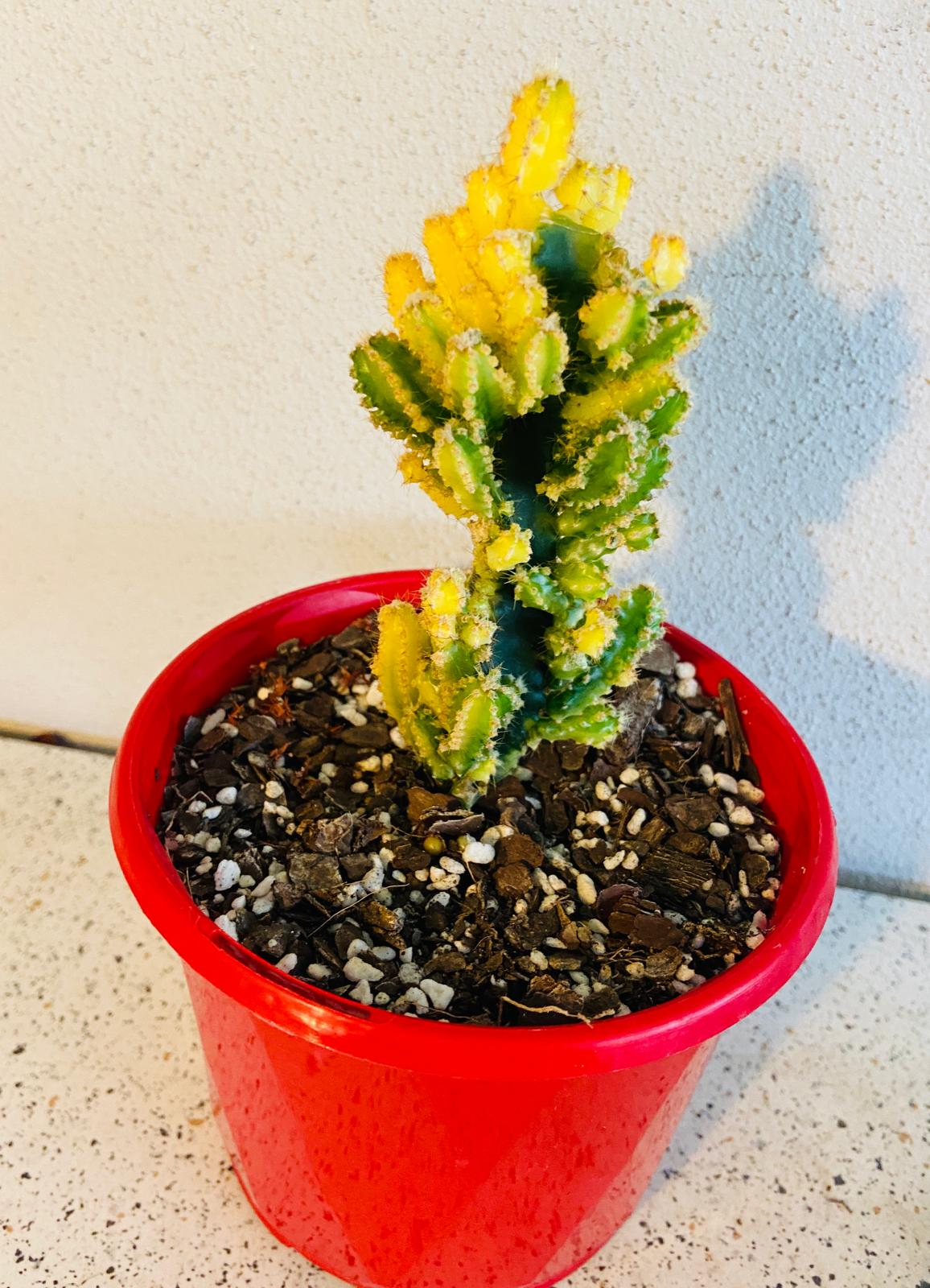 Cereus tetragonus 'Fairy Castle' Variegated