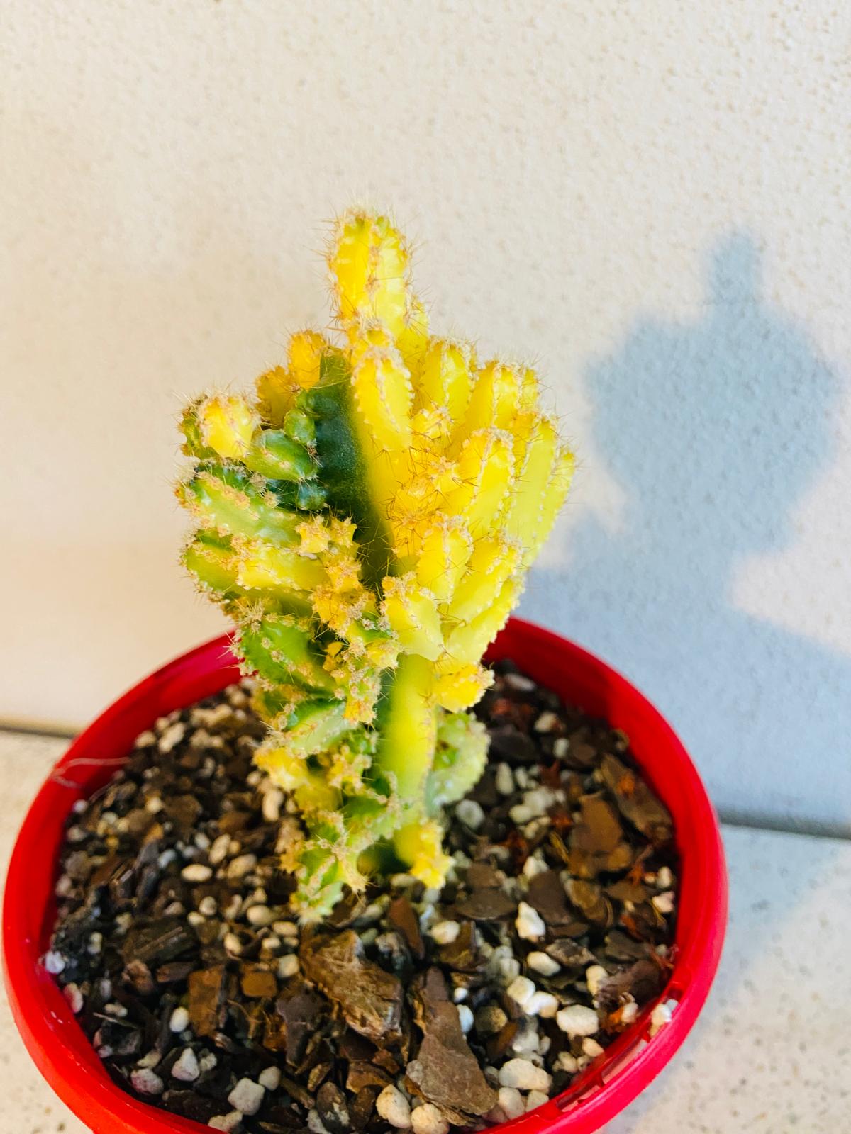 Cereus tetragonus 'Fairy Castle' Variegated