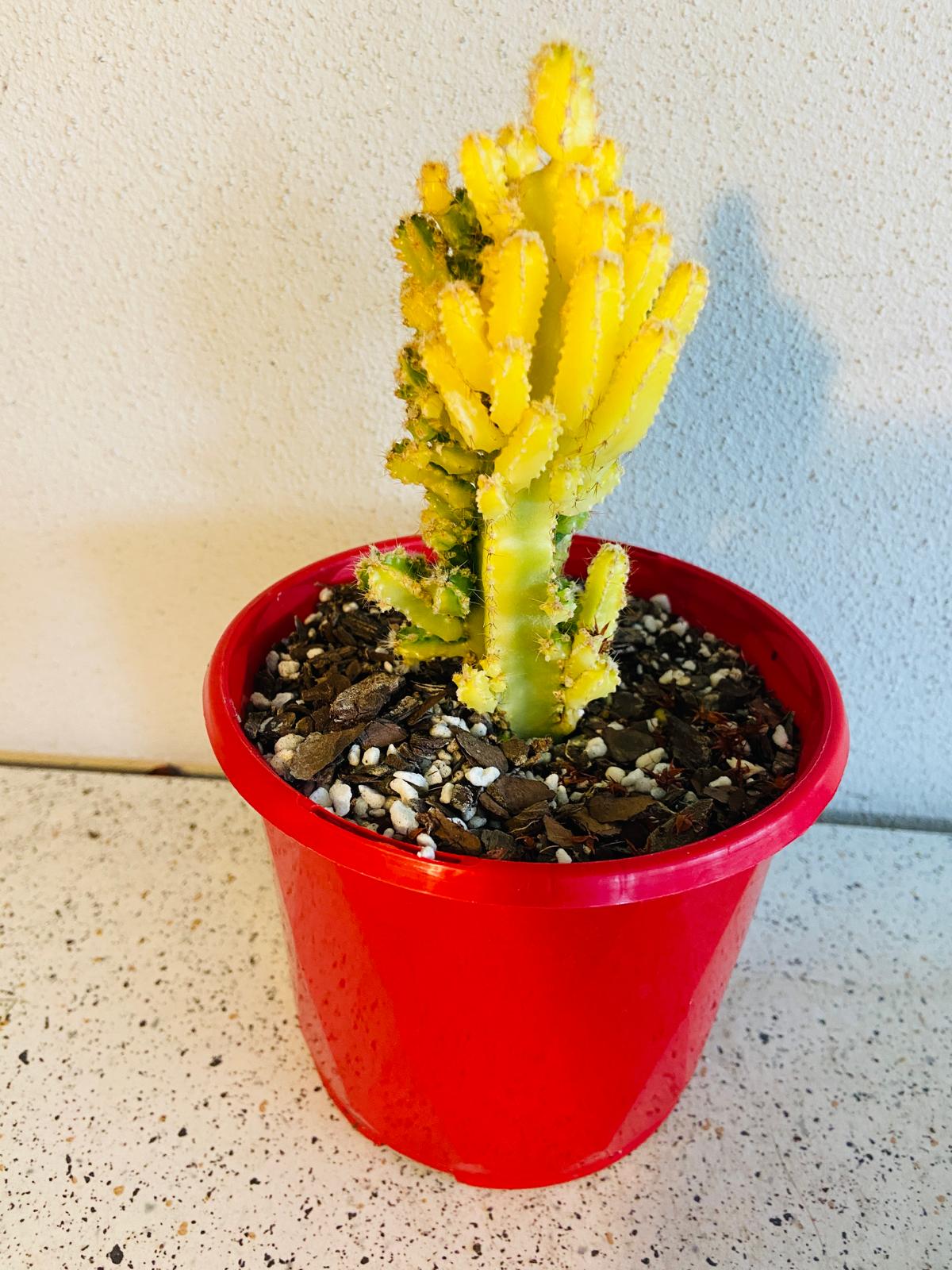 Cereus tetragonus 'Fairy Castle' Variegated