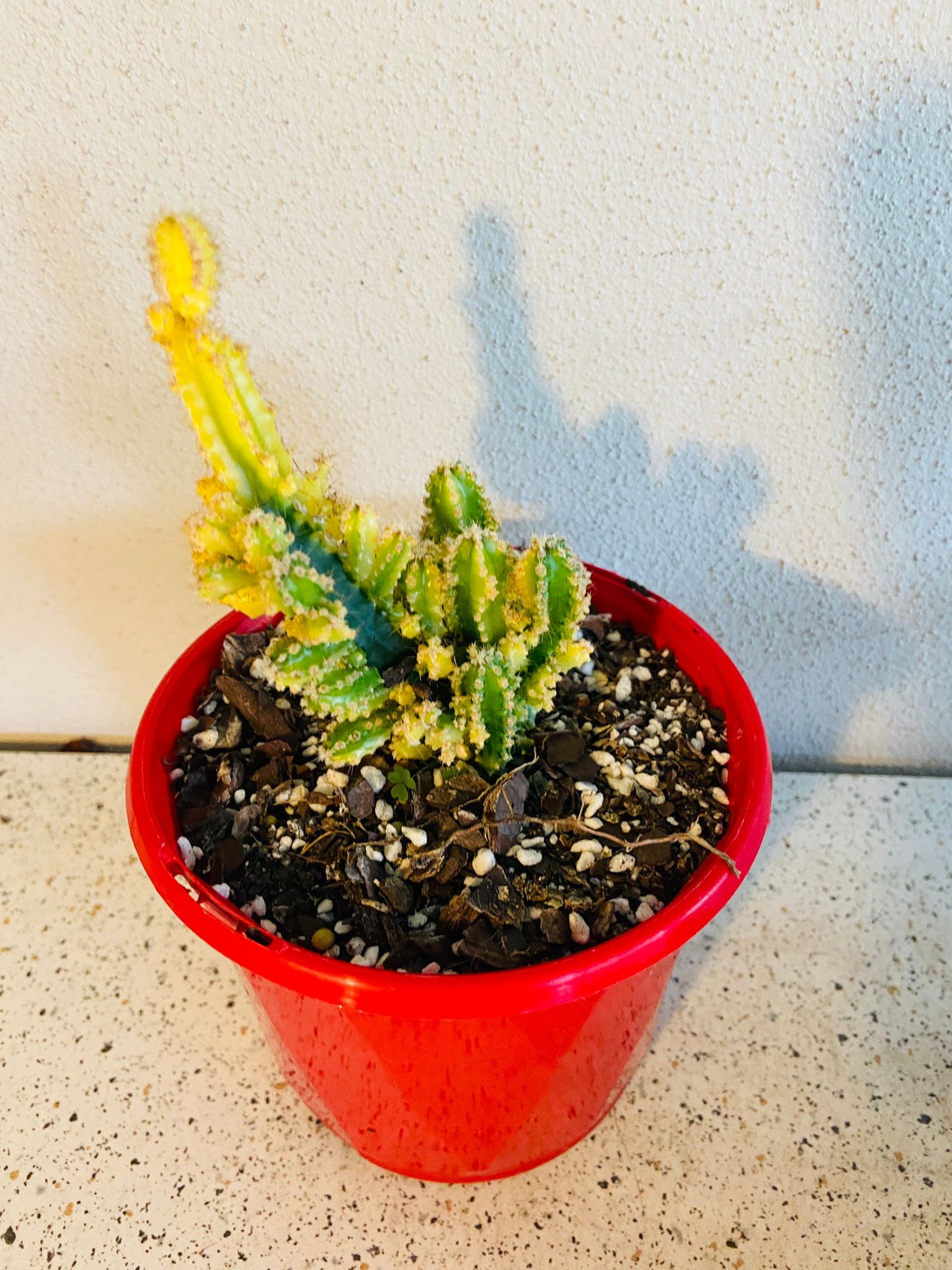 Cereus tetragonus 'Fairy Castle' Variegated