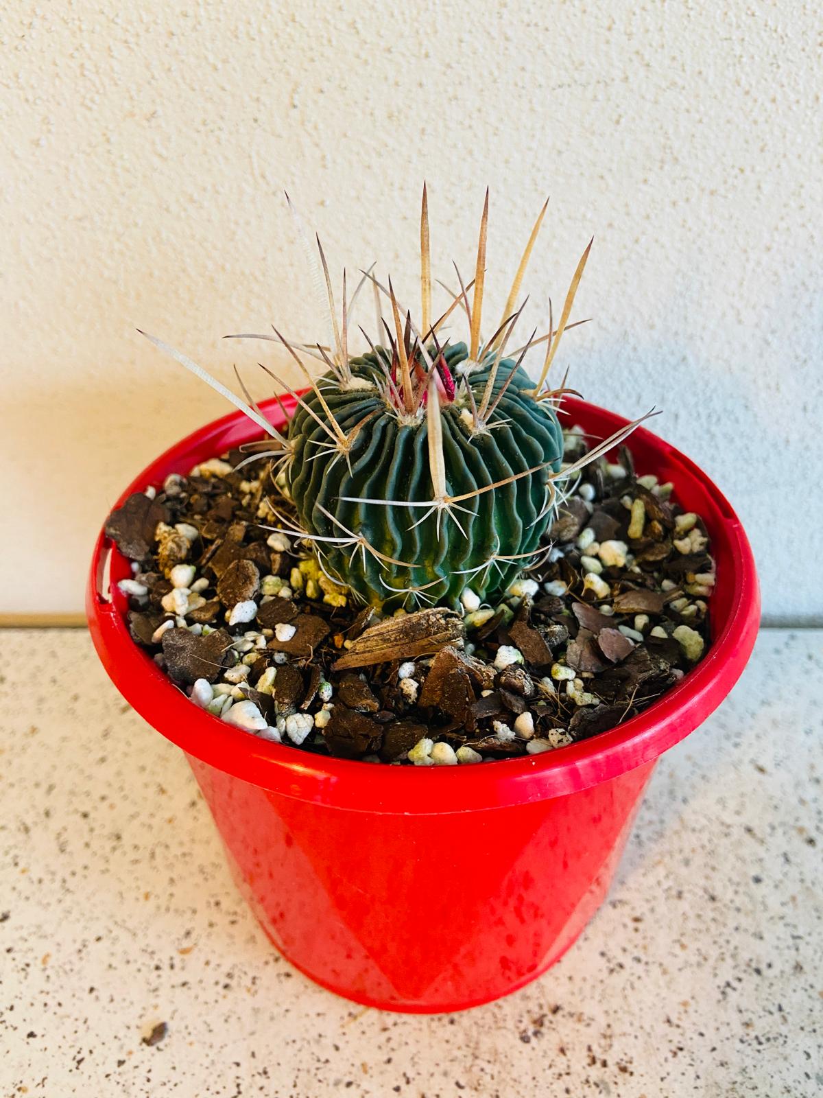 Cacti- Stenocactus