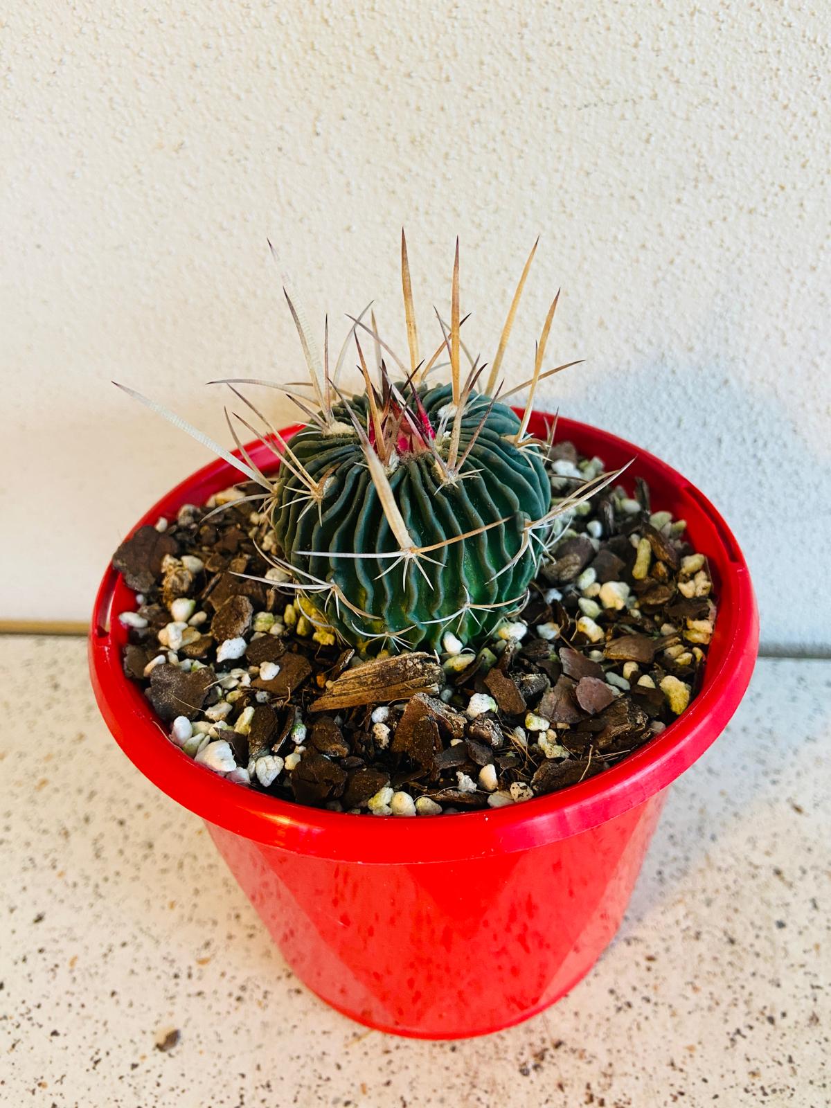 Cacti- Stenocactus