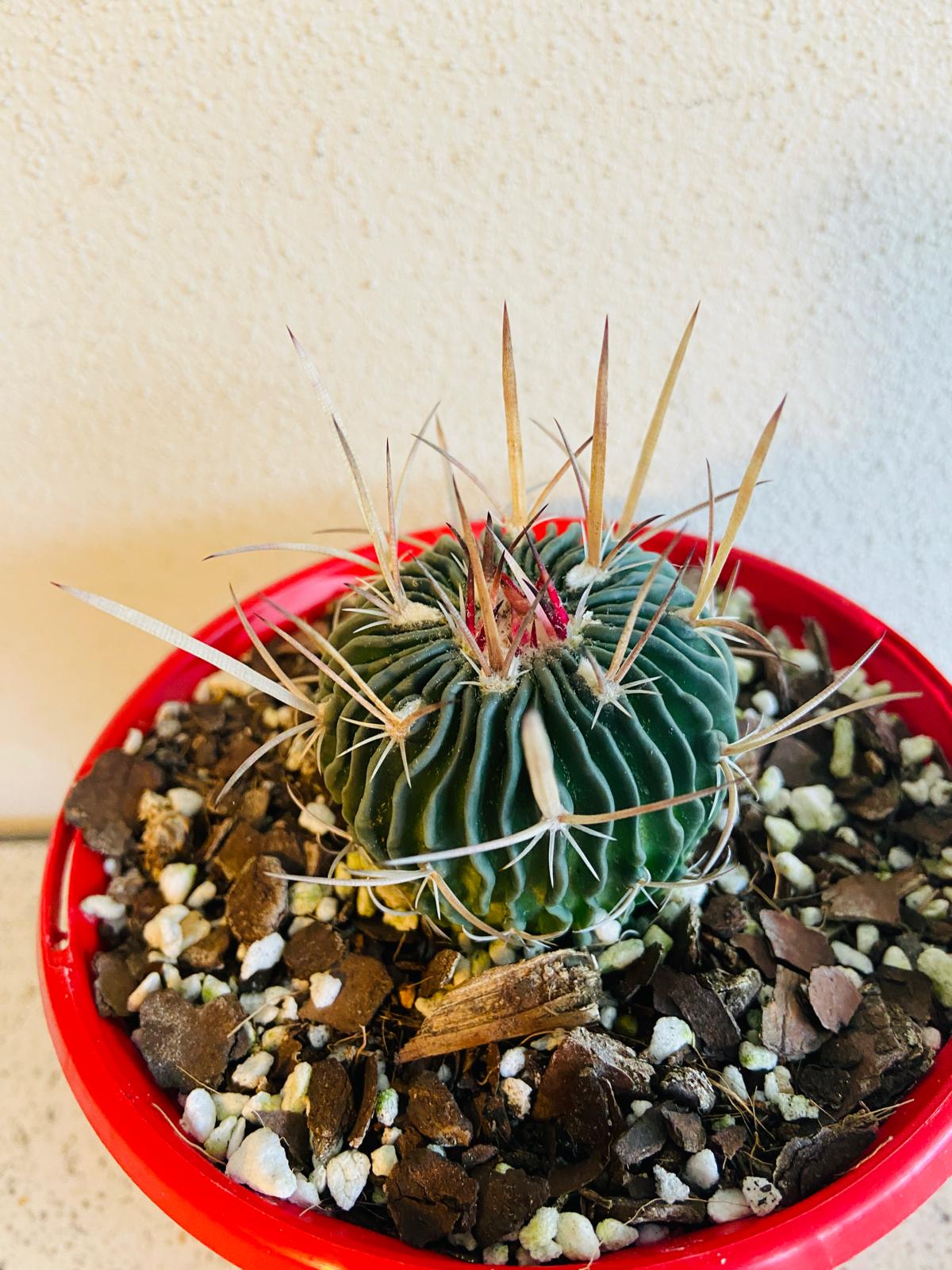 Cacti- Stenocactus