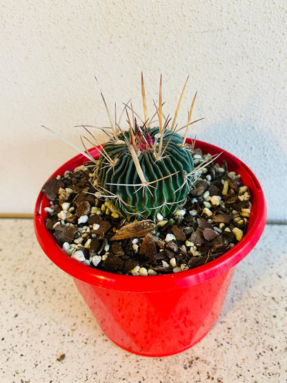 Cacti- Stenocactus