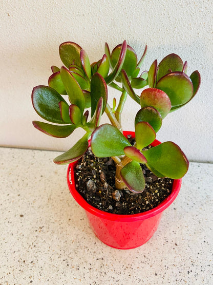 Crassula Crosby Red