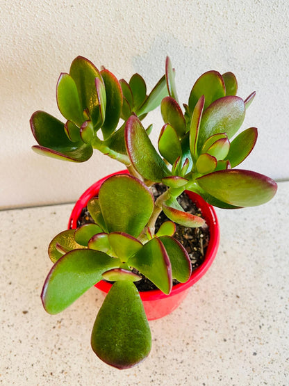 Crassula Crosby Red