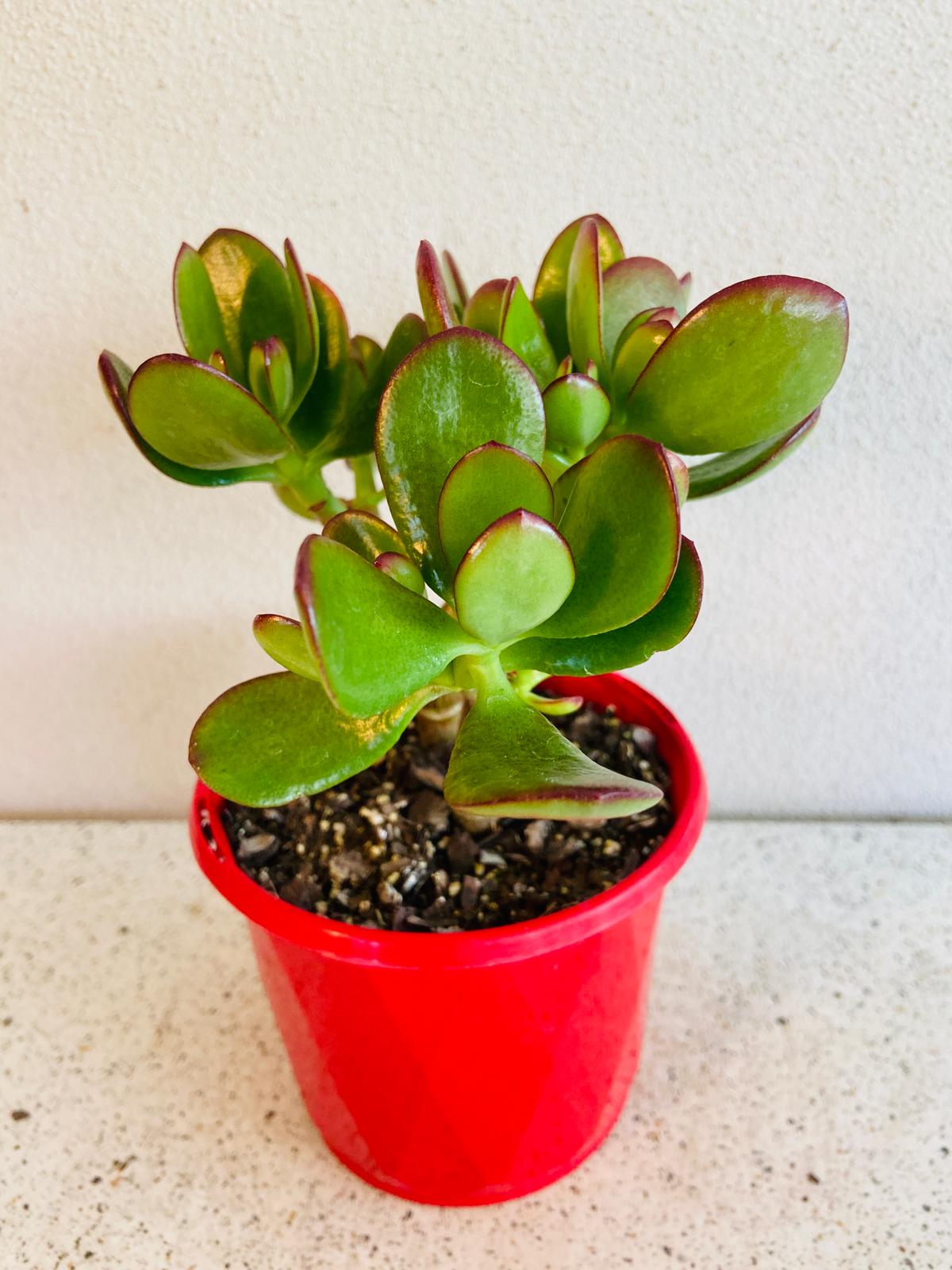 Crassula Crosby Red