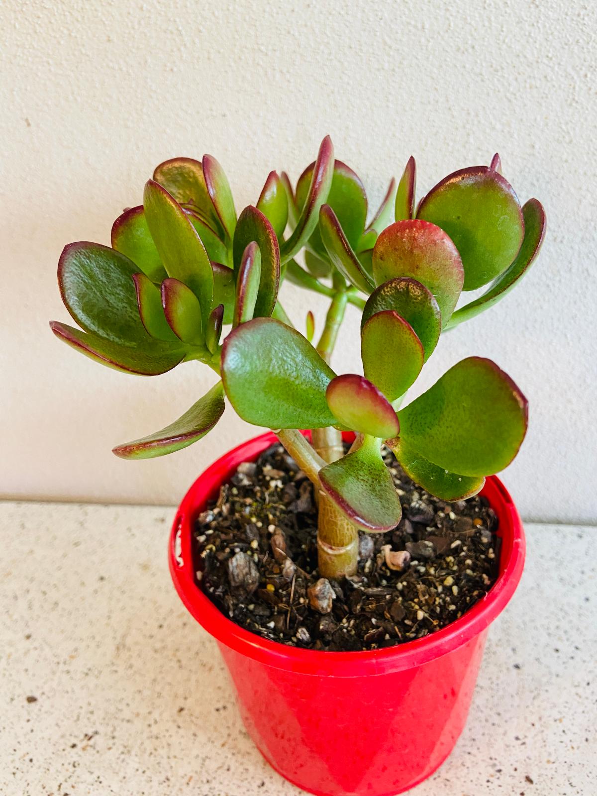 Crassula Crosby Red