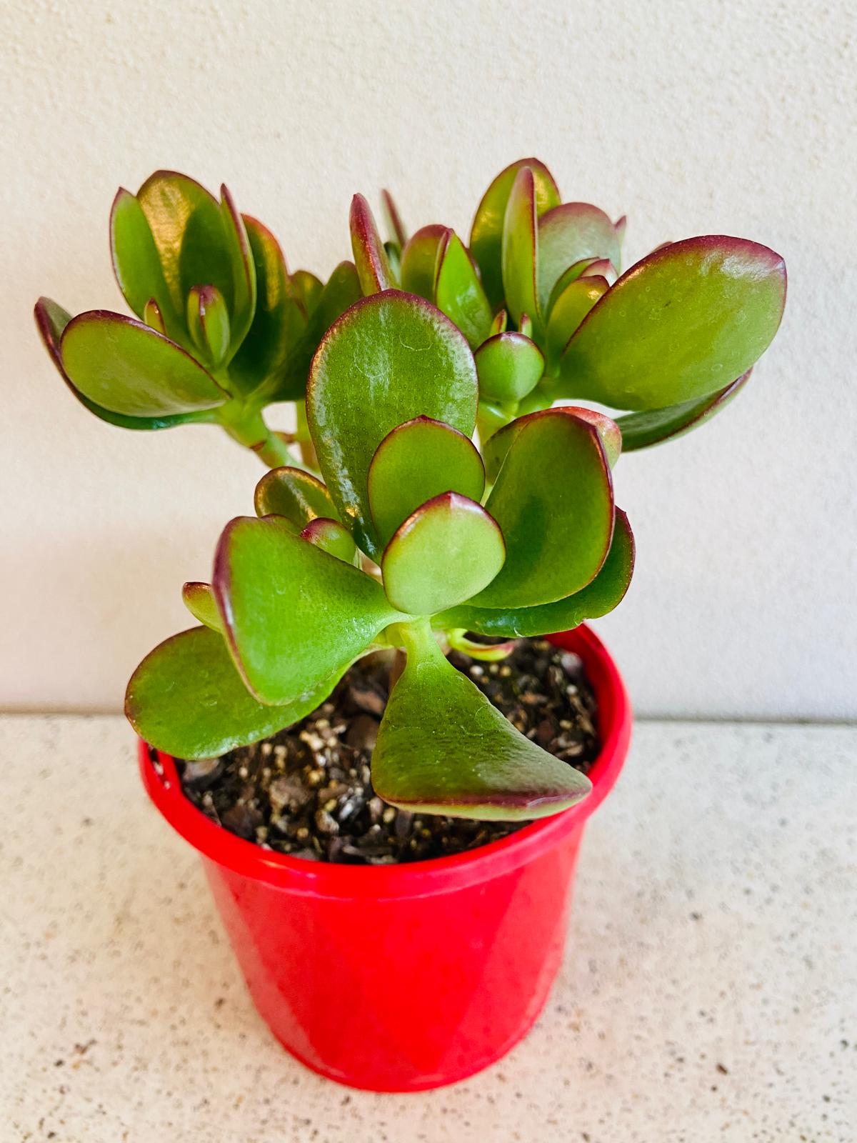 Crassula Crosby Red