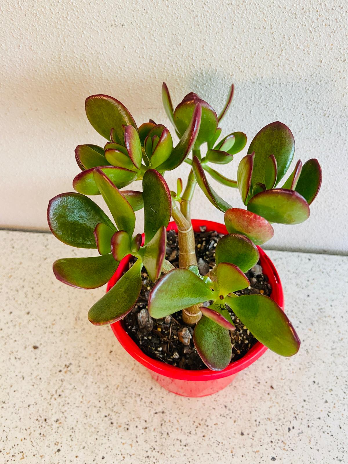 Crassula Crosby Red