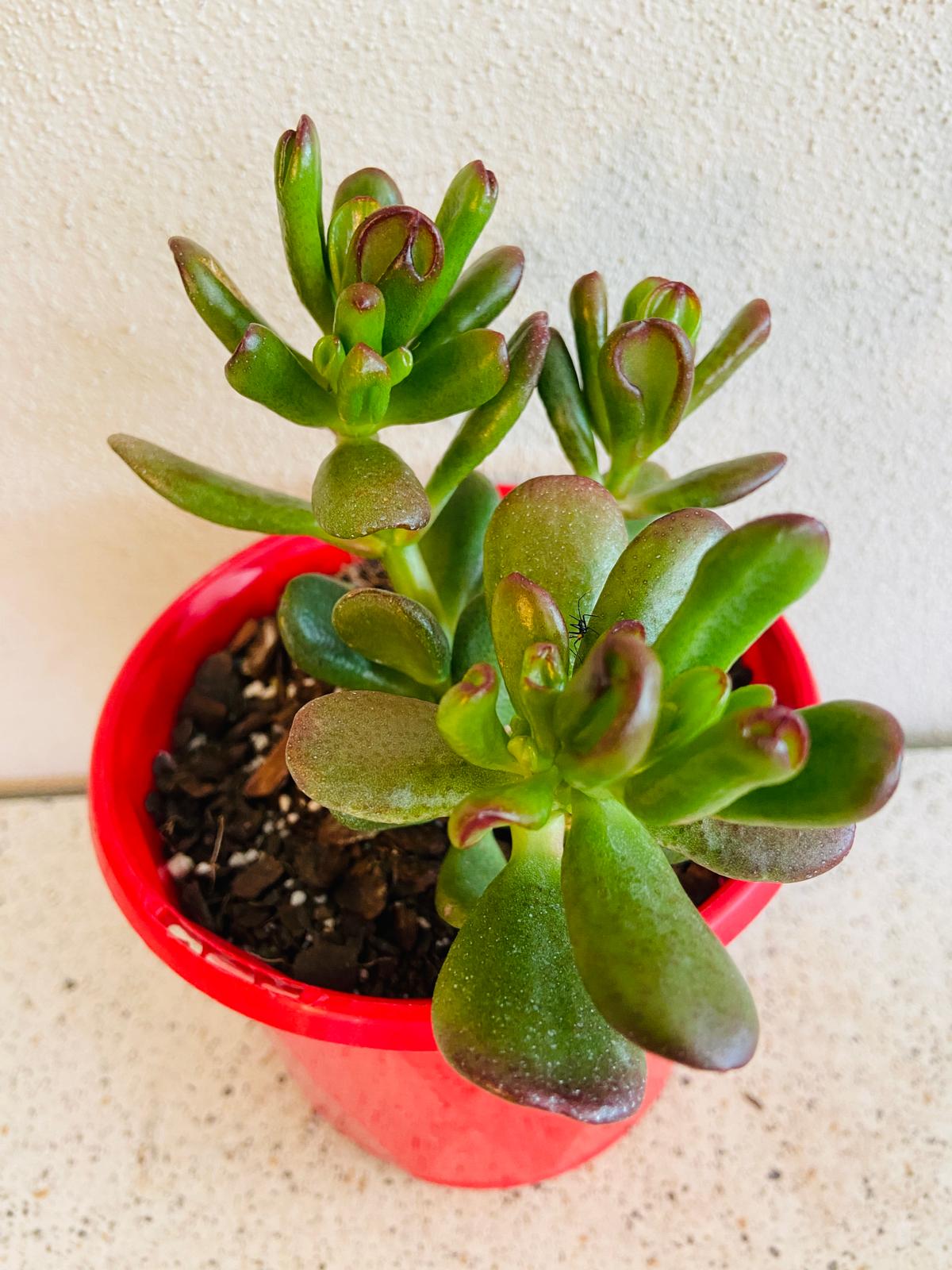 Crassula Ovata Hobbit