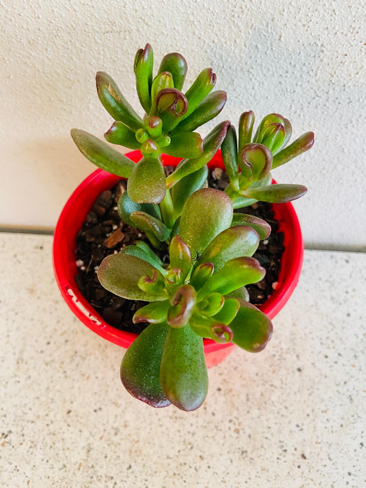 Crassula Ovata Hobbit