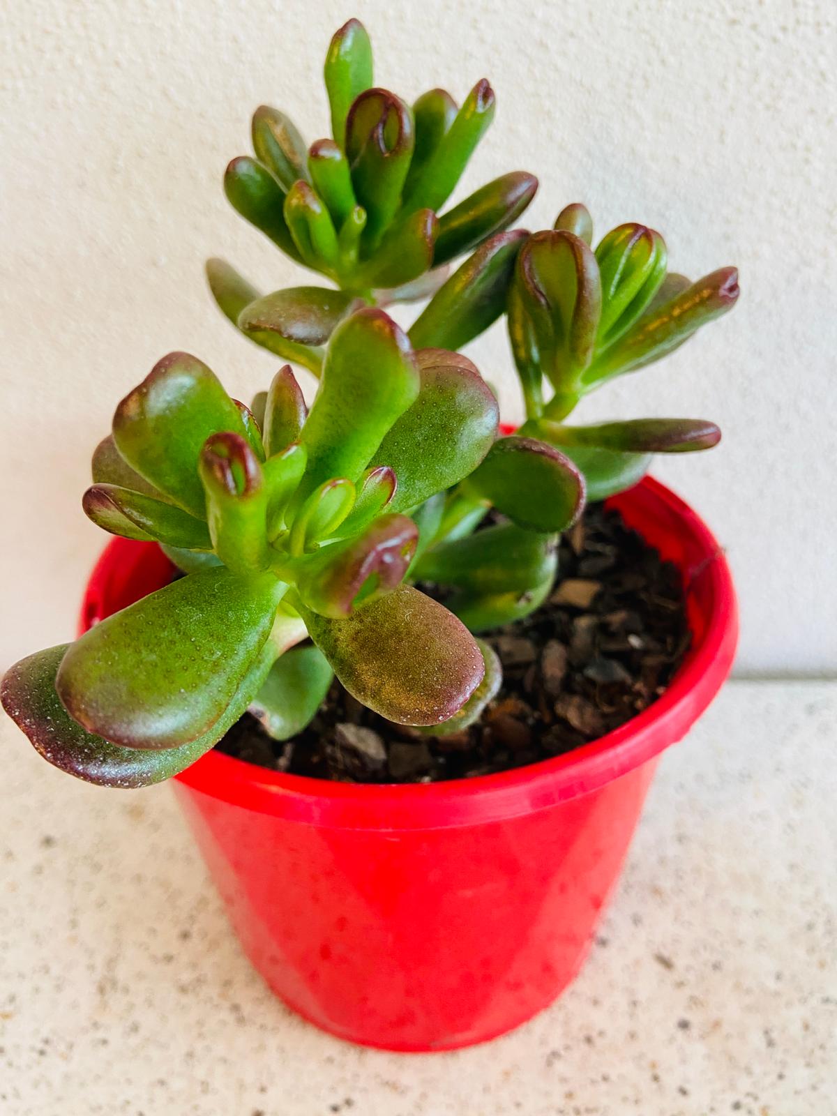 Crassula Ovata Hobbit