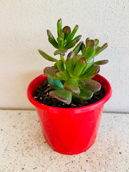 Crassula Ovata Hobbit