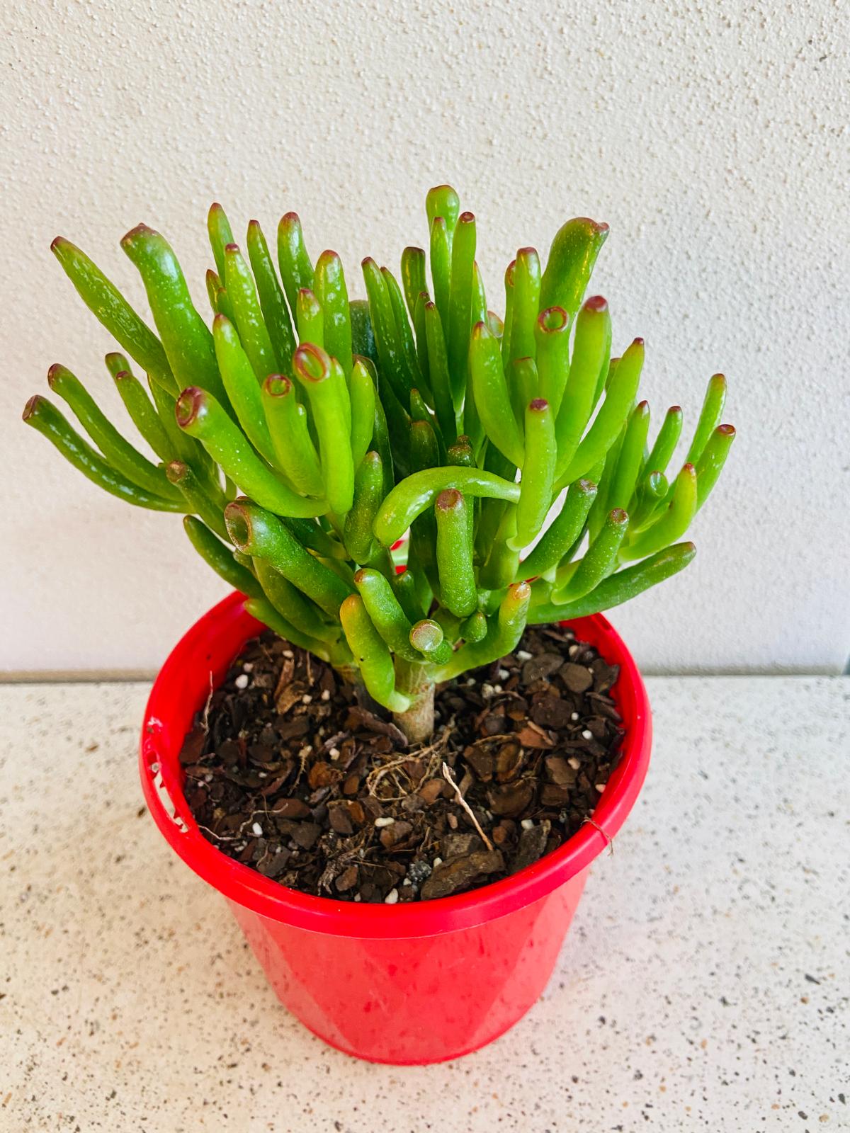 Crassula Ovata Gollum