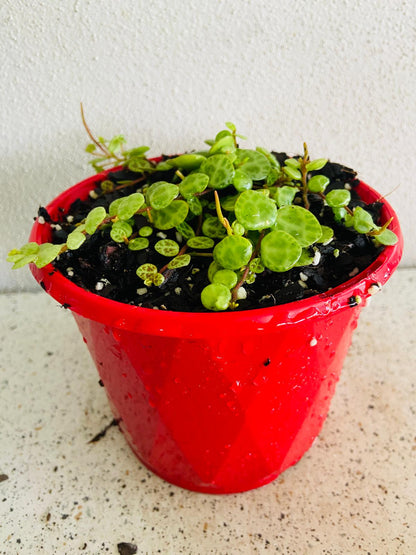 Peperomia Prostrata 'String of Turtles