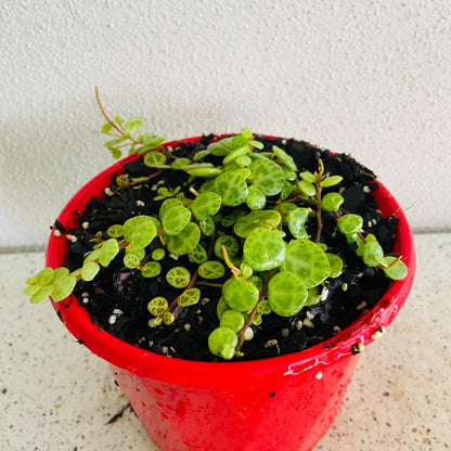 Peperomia Prostrata 'String of Turtles