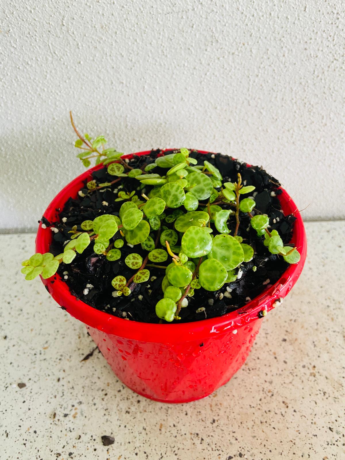 Peperomia Prostrata 'String of Turtles