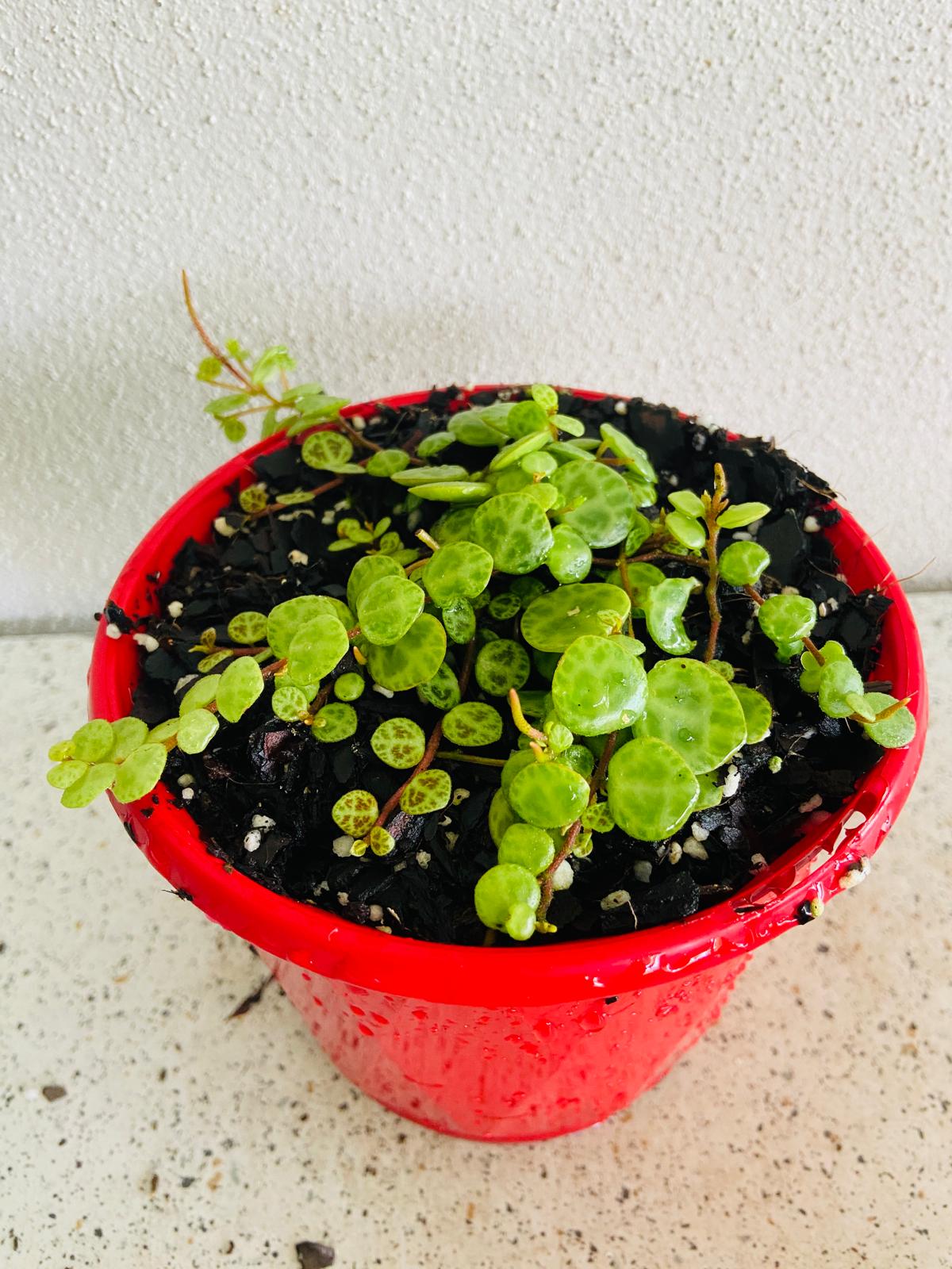 Peperomia Prostrata 'String of Turtles