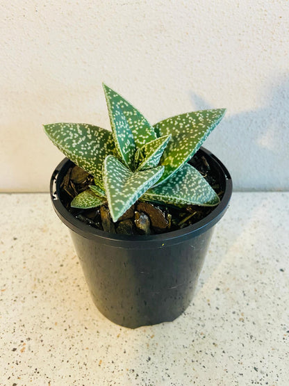 Gasteria x Aloe White Spot