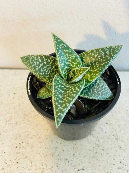 Gasteria x Aloe White Spot