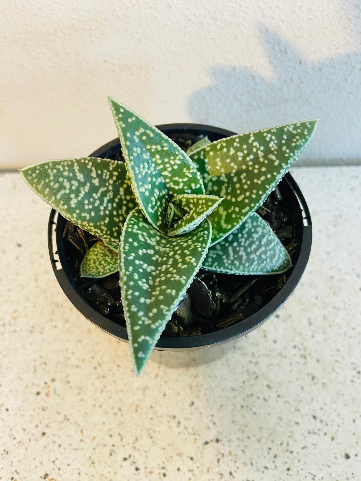 Gasteria x Aloe White Spot