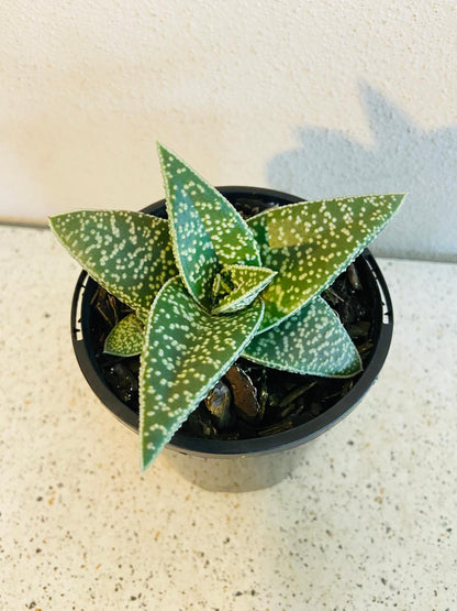 Gasteria x Aloe White Spot