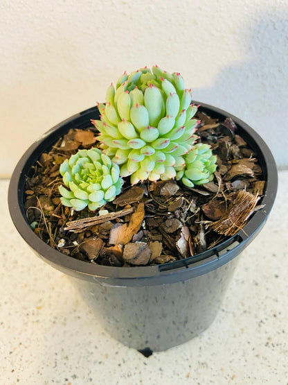 Echeveria Globulosa