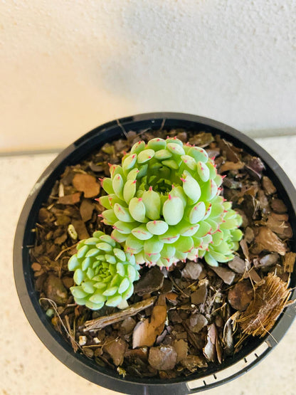 Echeveria Globulosa