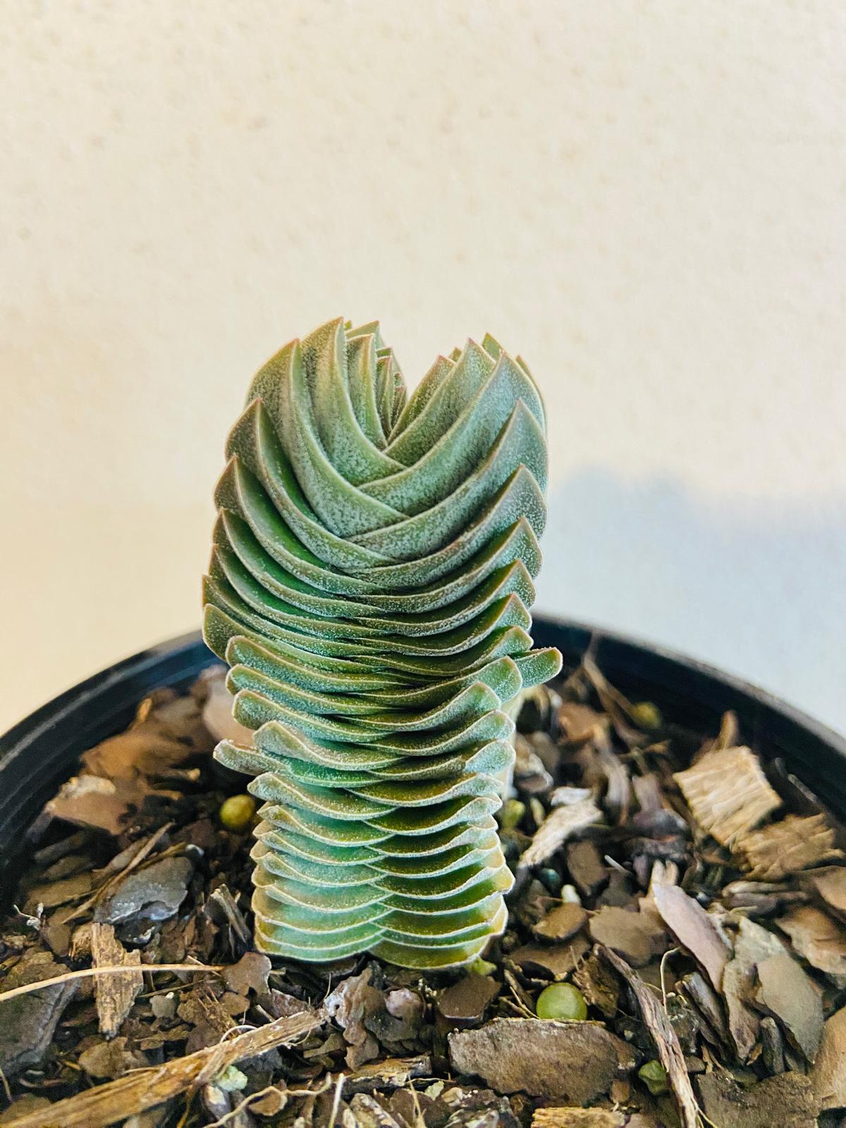 Crassula Buddha's Temple