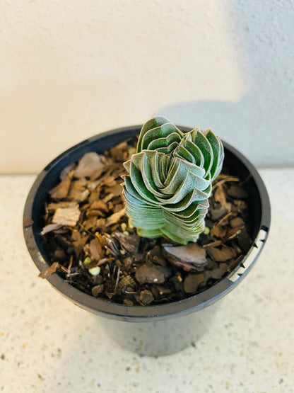 Crassula Buddha's Temple