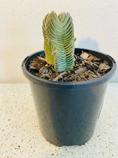 Crassula Buddha's Temple