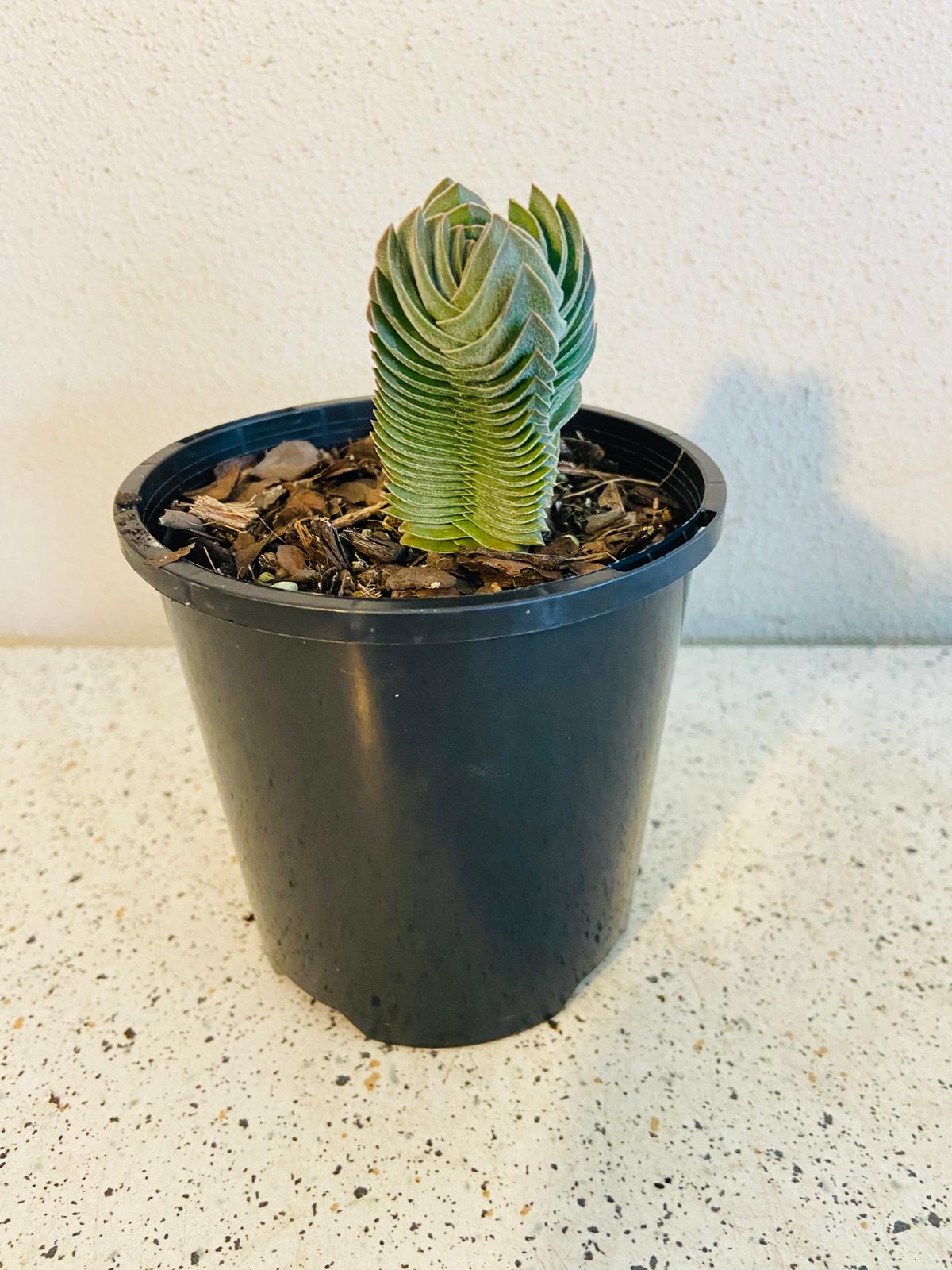 Crassula Buddha's Temple